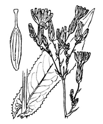 Lactuca quercina subsp. quercina