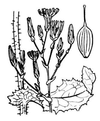 Lactuca virosa,
alface-brava-maior,
bitter lettuce,
Gift-Lattich,
laitue vireuse,
Lattuga velenosa,
lechuga ponzo&ntilde;osa,
wild lettuce