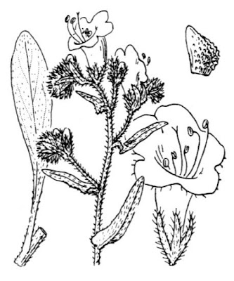 Echium plantagineum,
bloudissel,
blueweed,
Paterson's-curse,
pers-echium,
purple echium,
purple viper's-bugloss,
purple-bugloss,
Riverina bluebell,
Salvation Jane,
sonaja,
Viper's Bugloss,
viper's-bugloss,
Viperina piantagginea