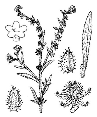 European stickseed