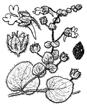 Kickxia spuria subsp. spuria