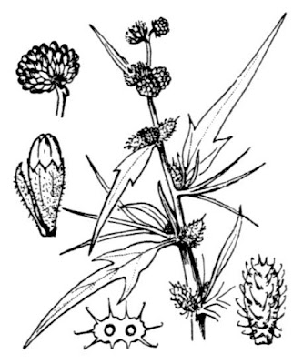 Xanthium spinosum,
Bathurst burr,
Bathurst-bur,
boetebos,
cachurrera menor,
carrapicho-de-Santa-Helena,
cocklebur,
dornige Spitzklette,
lampourde &eacute;pineuse,
Nappola spinosa,
pegotes,
pica-tr&ecirc;s,
prickly burweed,
spiny cocklebur