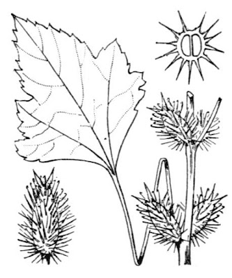 Xanthium italicum,
,
Nappola italiana