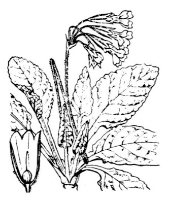 Cowslip Cowslip