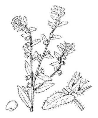 Arganetta gialla
