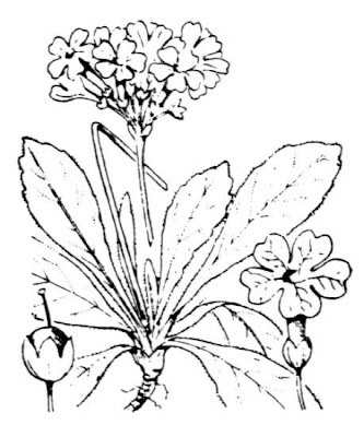 Auricula Auricula