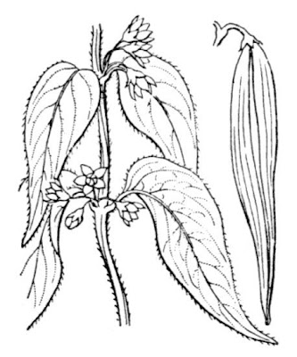 Vincetoxicum nigrum (L.) Moench