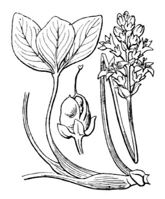 Bog-bean Bog-bean