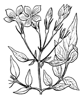Common jasmine Common jasmine