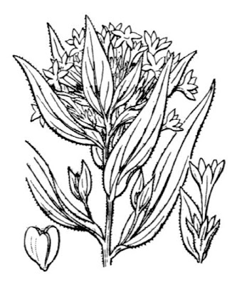 Grand collomia