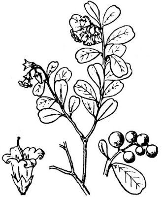 Vaccinium vitis-idaea,
alpine cranberry,
cowberry,
foxberry,
kokemomo,
lingberry,
lingen,
lingenberry,
lingon,
lingonberry,
Mirtillo rosso,
mountain cranberry,
northern mountain cranberry,
Preiselbeere,
Red Whortleberry