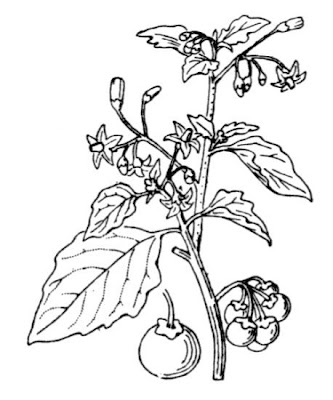 Garden nightshade