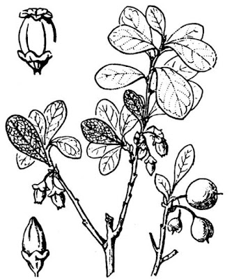 Vaccinium uliginosum,
bog bilberry,
bog blueberry,
Bog Whortleberry,
kuromamenoki,
Mirtillo falso,
Moosbeere,
Rauschbeere,
western-huckleberry