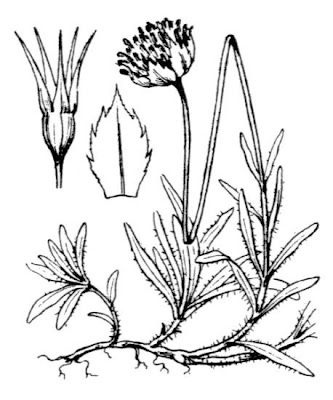 Jasione laevis subsp. laevis