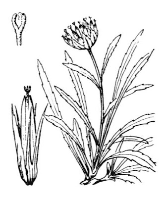 Phyteuma serratum Viv.