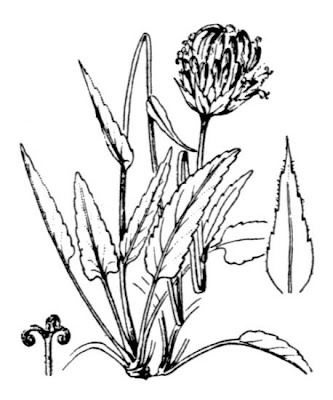Phyteuma orbiculare L.