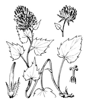 Phyteuma cordatum Balbis