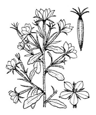 Legousia speculum-veneris (L.) Chaix