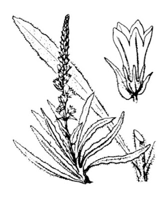 Campanula spicata L.