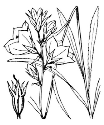 Campanula con foglie di Pesco