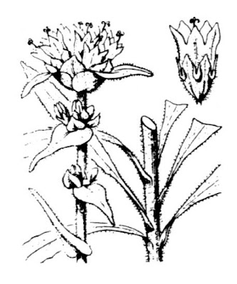Campanula cervicaria L.