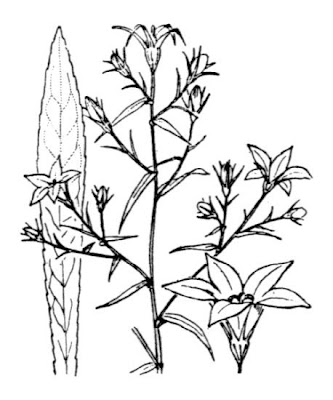 Campanula bienne Campanula bienne