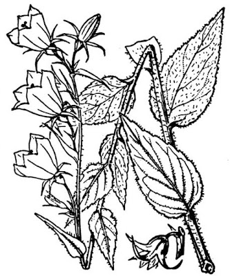 Broad Leaved Harebell Broad Leaved Harebell