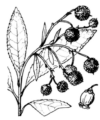 Corbezzolo Corbezzolo