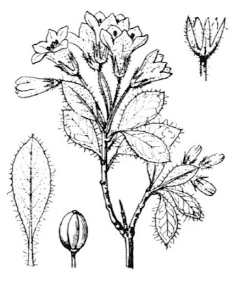 Hairy Alpenrose