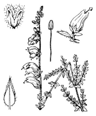 Dorset heath Dorset heath