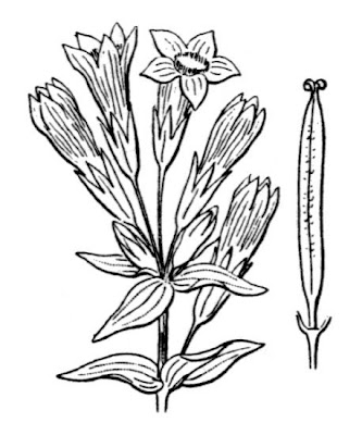 Chiltern Gentian Chiltern Gentian