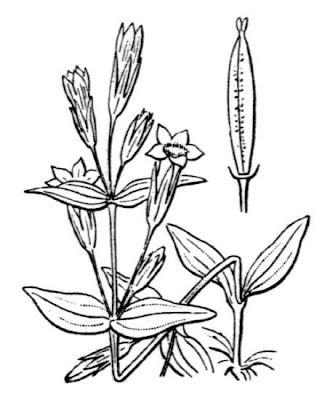 Genzianella amarella