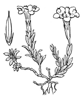 Pyrenean Gentian