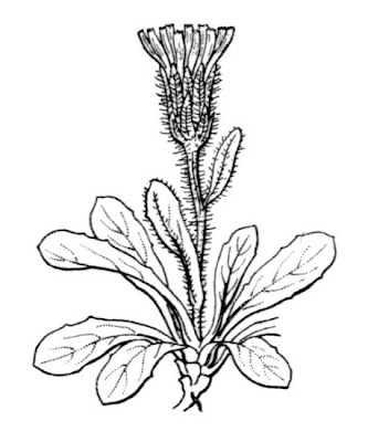 Crepis rhaetica,
Radicchiella retica