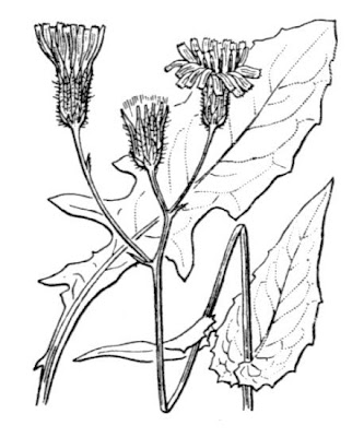 Radicchiella a tappo giallastro