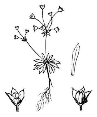 Androsace siciliana Androsace siciliana