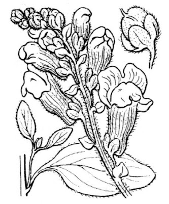 Bocca di leone gialla