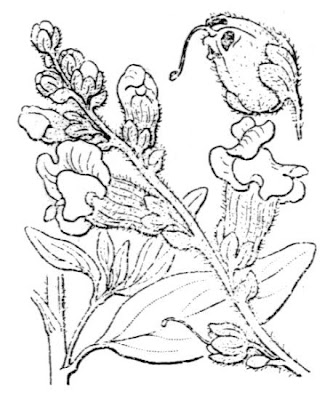 Garden snapdragon