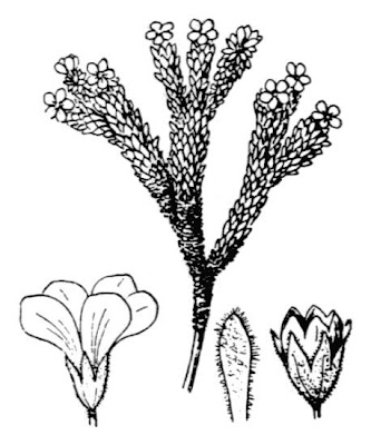 Androsace emisferica
