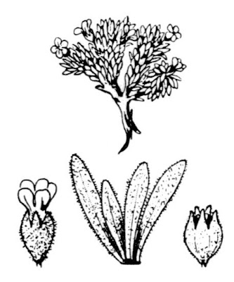 Androsace pubescente Androsace pubescente