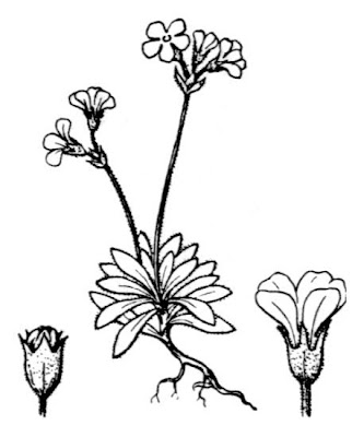 Blunt Leaved Rock Jasmine Blunt Leaved Rock Jasmine