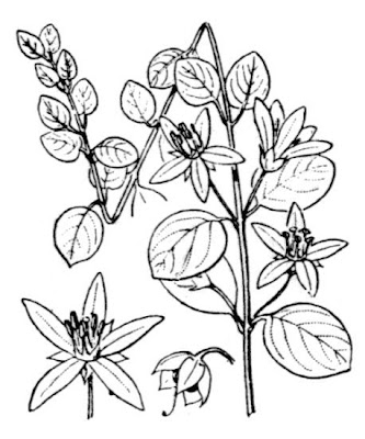 Quattrinella