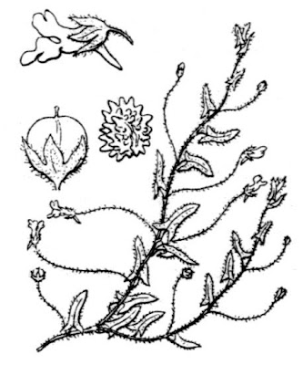 Kickxia cirrhosa,
Cencio sottile