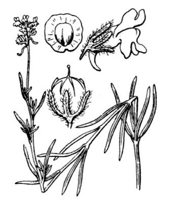 Acker-Leinkraut Acker-Leinkraut
