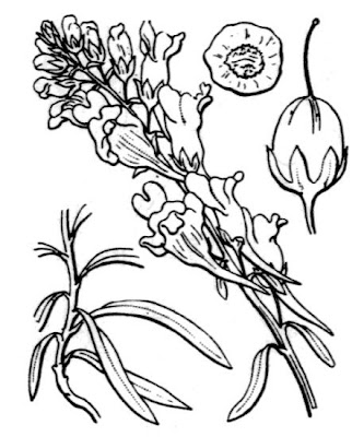 Butter-and-eggs Butter-and-eggs