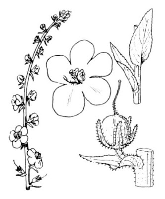 Verbasco virgato