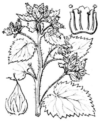 Yellow Figwort Yellow Figwort