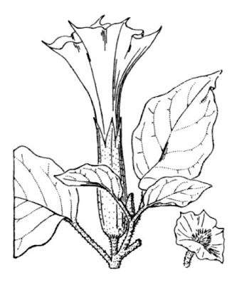 Sacred datura