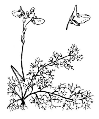 Erba-vescica delle risaie Erba-vescica delle risaie