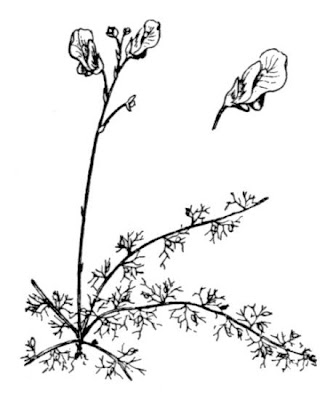 Erba-vescica minore